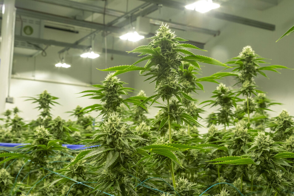 This university is offering a high reward for those interested in studying cannabis