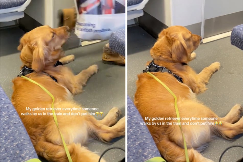Dog's indignant reaction to not getting petted by train passengers is priceless