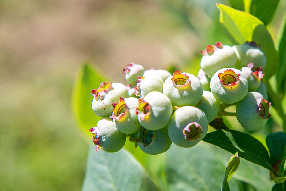 Spring has sprung too early in another hit from climate change