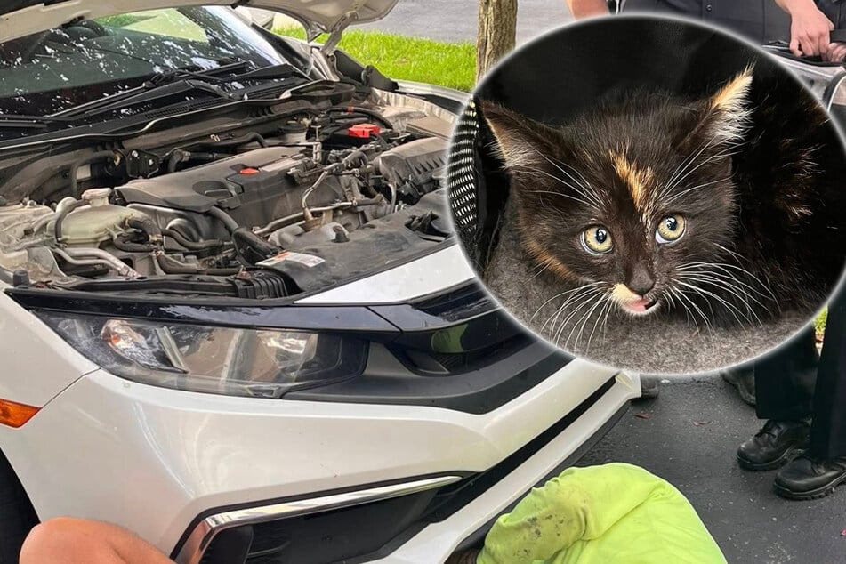 Kitten miraculously survives an accidental 100-mile joyride!