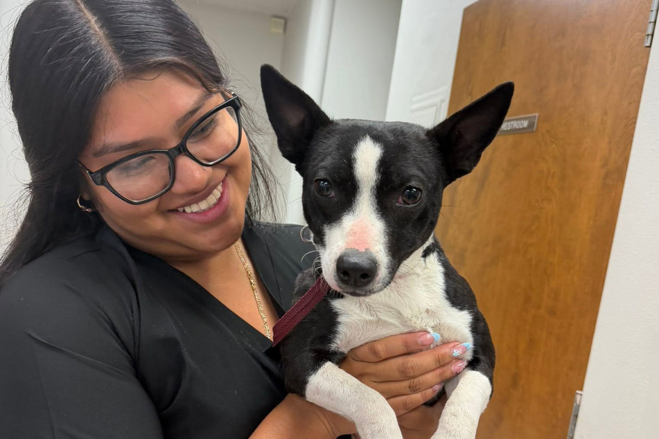 Finally! All the effort paid off. The dog is finally safe.