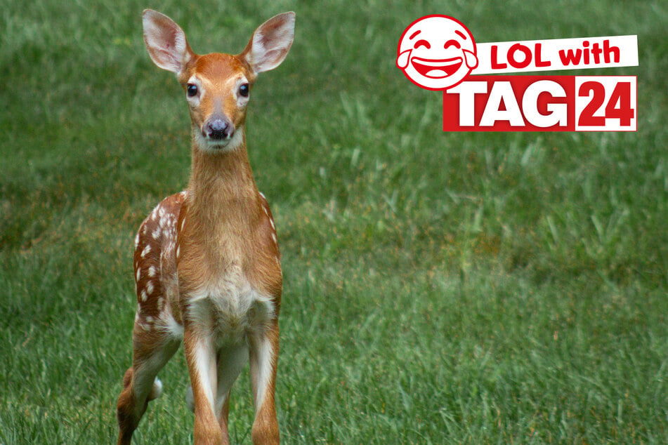 Joke of the Night for August 30, 2026: An en-deer-ing funny