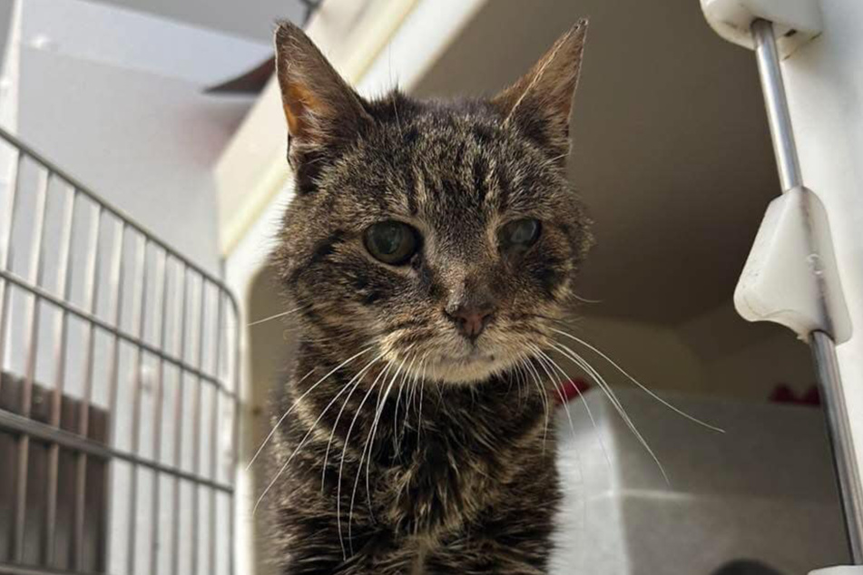 It's quite possible that the old cat will need a new home after all.