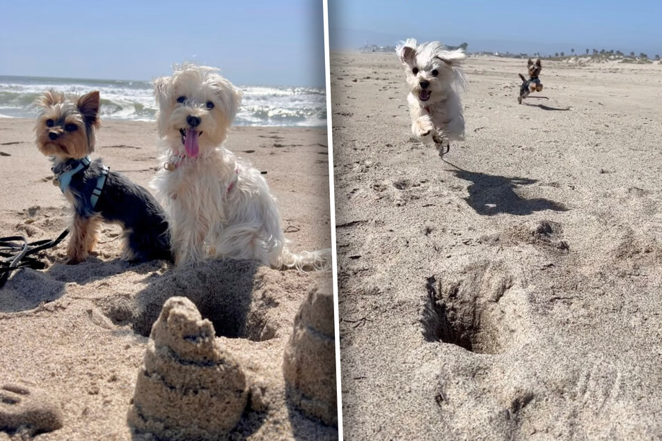 Dogs Ellie and Archie are often on the beach, but the mishap that happened to Ellie this time was new.