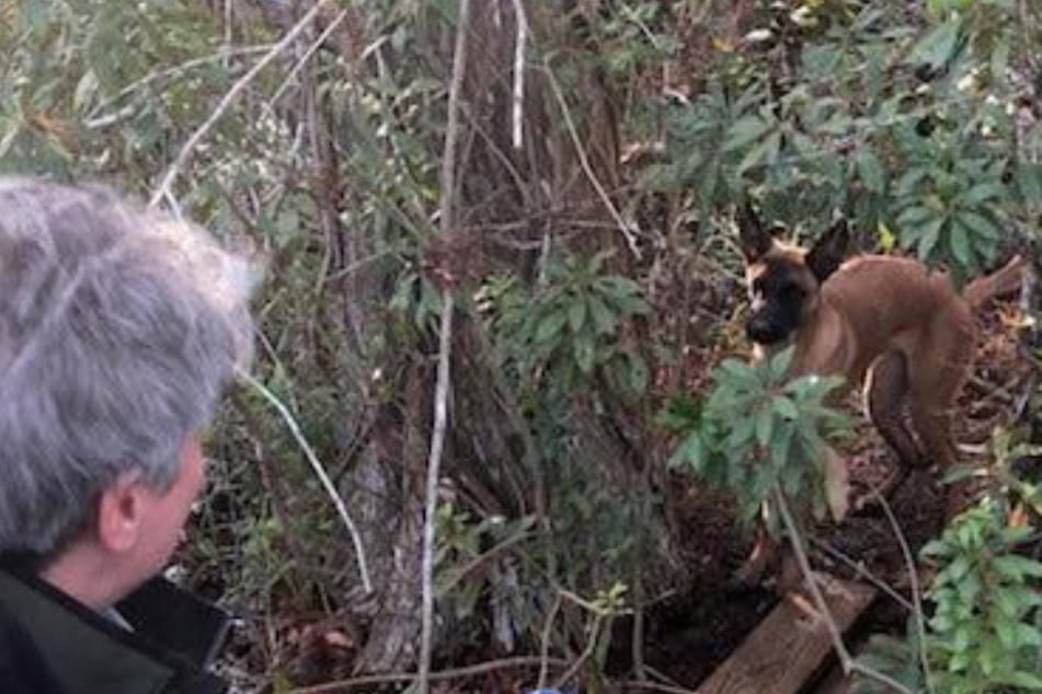 Rescuer has to get creative to save this dog trapped on dangerous island