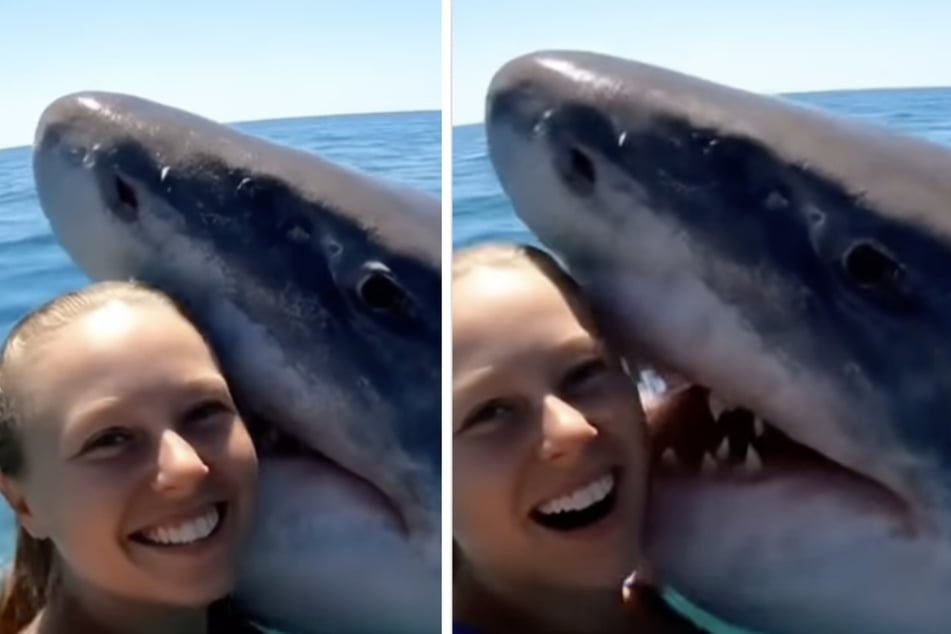 Video of marine biologist befriending shark makes viewers furious for this shocking reason