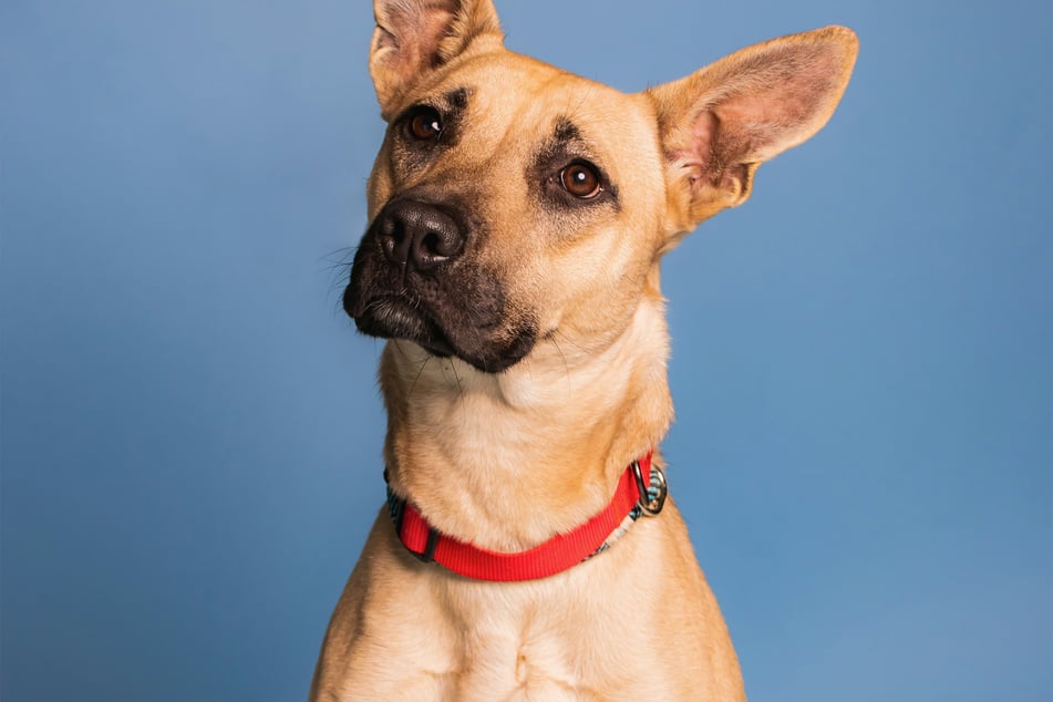 Dogs are curious critters, and often show that curiosity through body language.