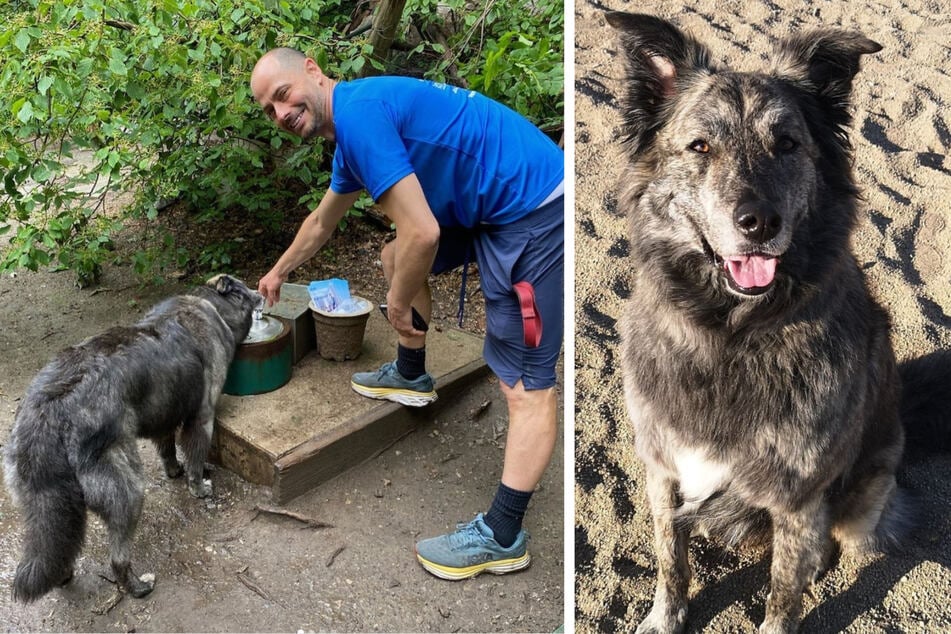 Dog enters race for mayor and wins voters' hearts