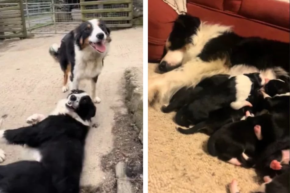 Dog trainer faced with difficult choice as beloved border collie welcomes puppies