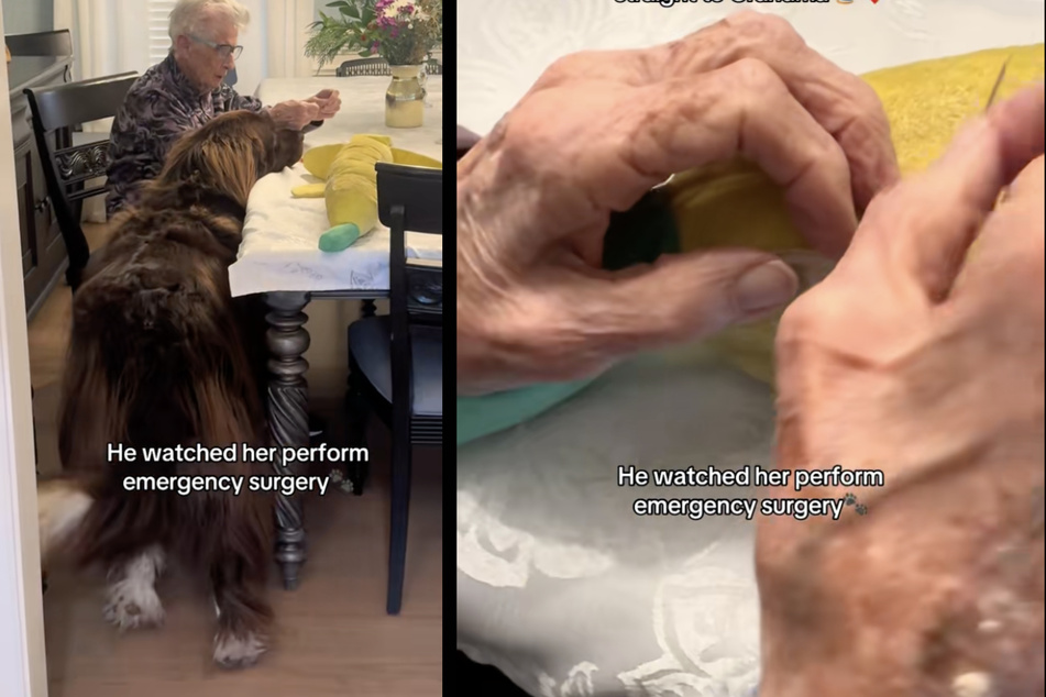 Chewy the Newfoundland dog was heartbroken when he discovered a hole in his favorite banana plush toy. Fortunately, he immediately knew the perfect person to help remedy this tragic situation!