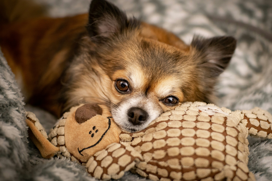 Chihuahuas are controversial, but low maintenance, doggos.