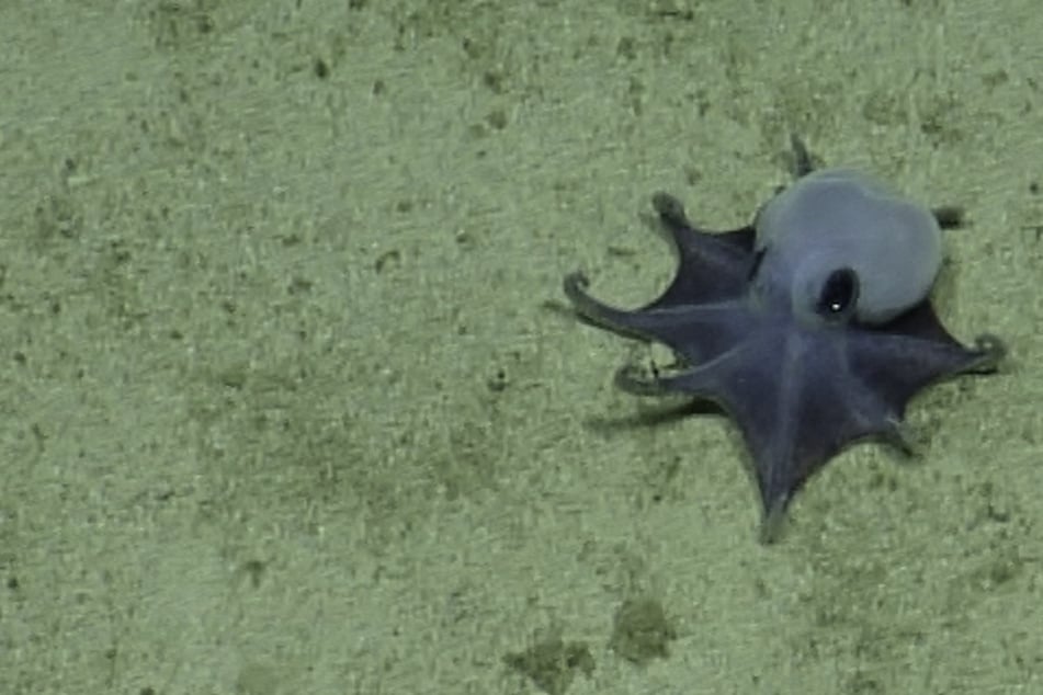 New deep-sea octopus discovered by scientists near Galapagos: "He's tiny! It's blue!"