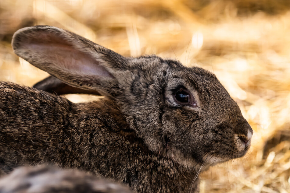 What is the biggest rabbit in the world?