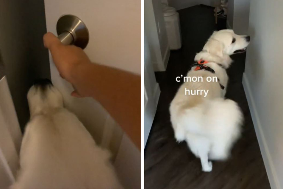 A Golden Retriever named Taco is all about being there for his family.
