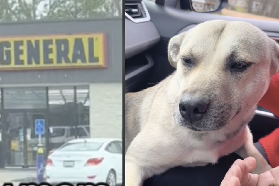 Pregnant pooch stranded in Mississippi until mother-daughter duo steps in to save the day