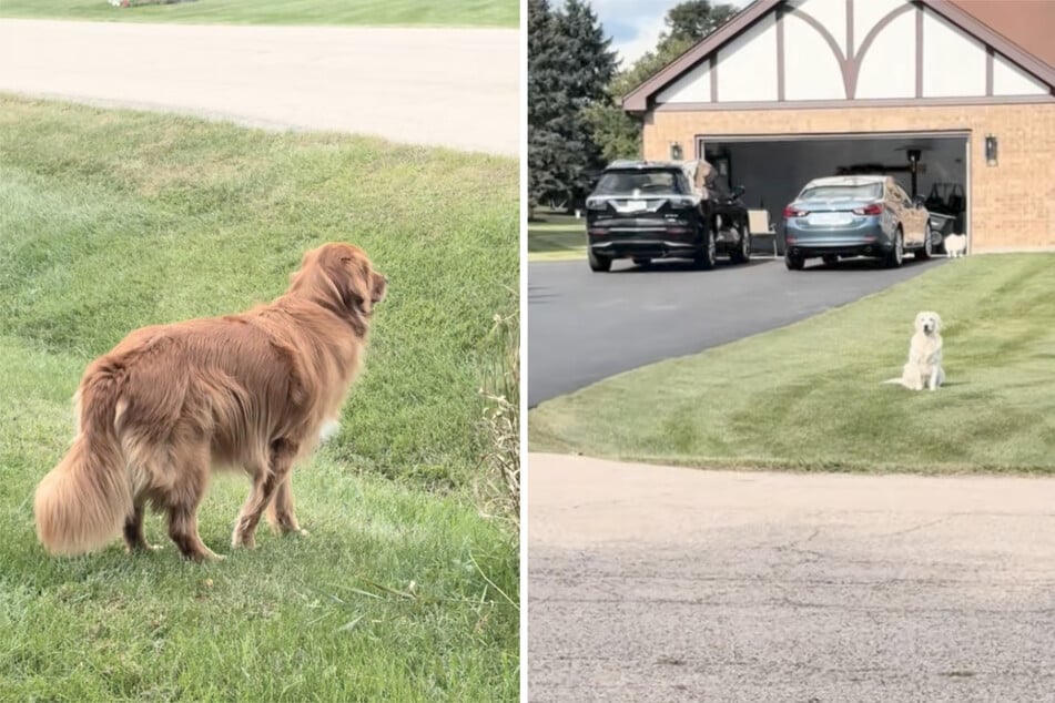 The two dogs stare longingly at each other across the road in the viral TikTok.