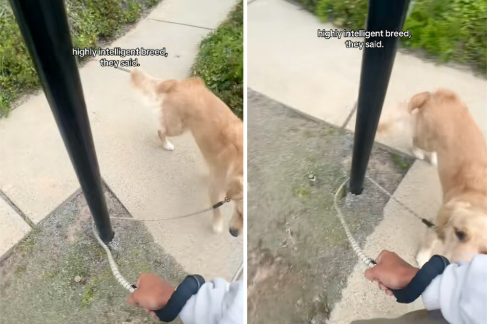 Dog's priceless reaction to leash mishap is beyond adorable: "He found an infinite walk glitch"