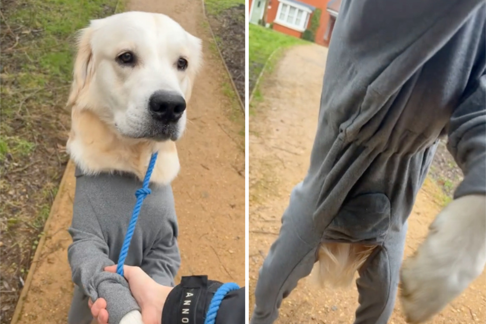 The dog video has since been viewed thousands of times, with viewers reacting with both amusement and dismay.