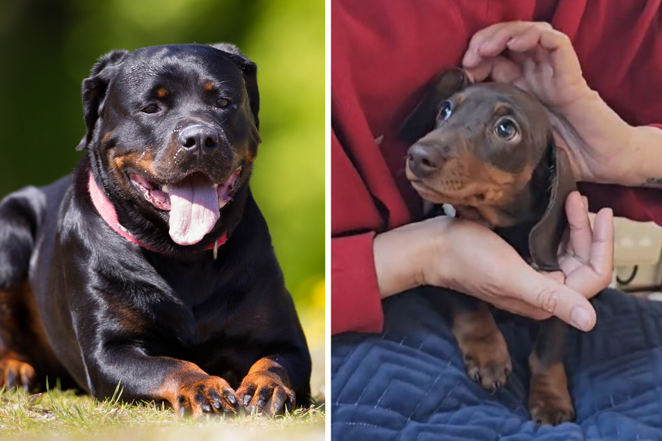 What happens when a Rottweiler (l.) and a Dachshund (r.) have a puppy together?