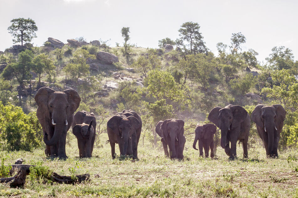 The suspected poacher in Kruger National Park did not survive the encounter with a horde of elephants (stock image).