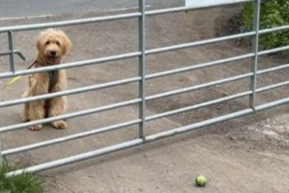 In a viral Instagram hit, Sully the dog fails at a task that is anything but difficult – much to the delight of the amused audience!