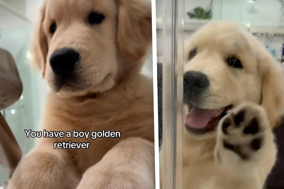 "Clingy" puppy has the most adorable reaction to his owner daring to take a shower without him