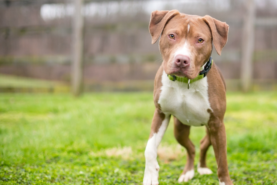 Family's Christmas reunion with dog turns into tragedy