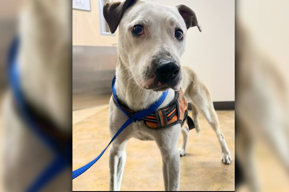 Roo was able to be reunited with his new owners after his disappearance.