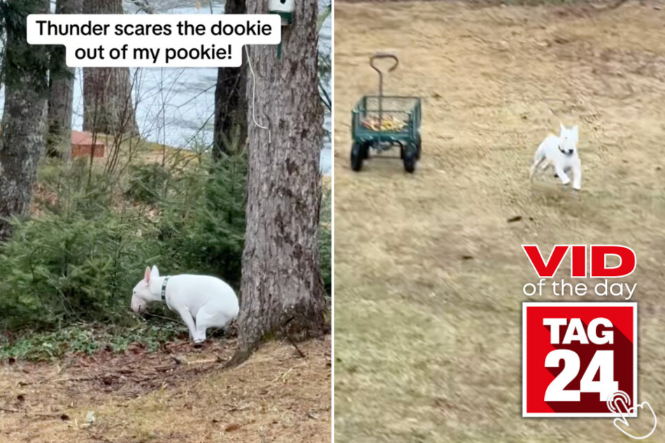 Today's Viral Video of the Day features a dog who was startled mid-potty by a thunderclap from Mother Nature herself!