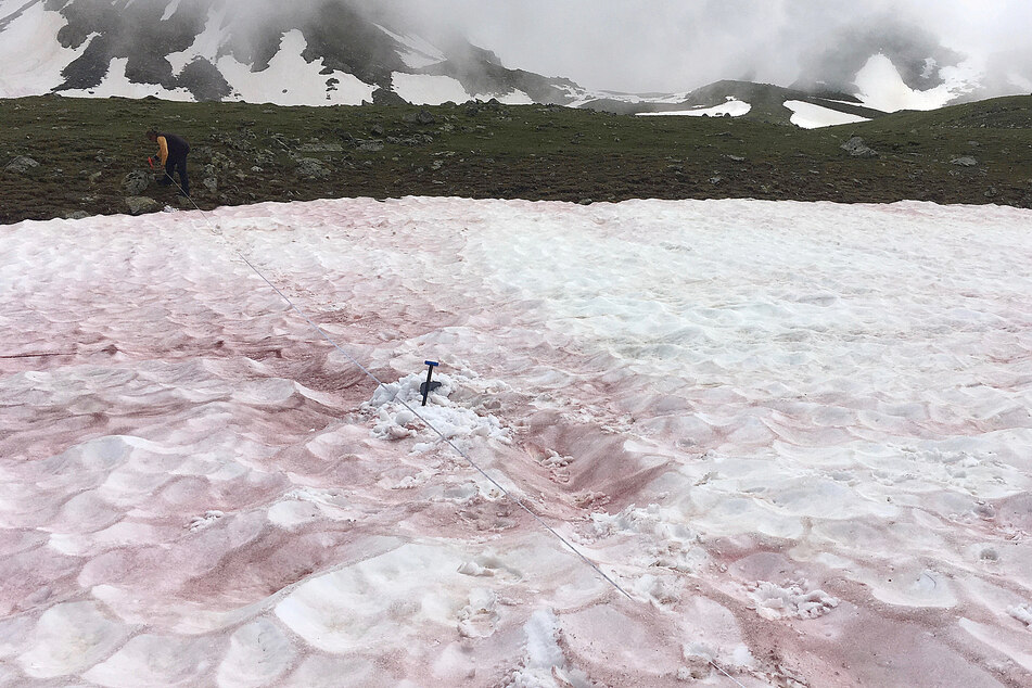 "Snow blood" mystery raises red flag on climate change