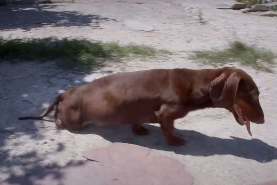 Disabled dog rides off into the sunset and wins hearts on YouTube