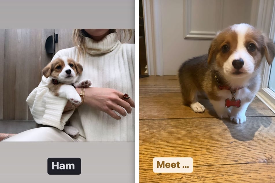 Hilary Duff (c) holds her new puppy Ham in her arms.