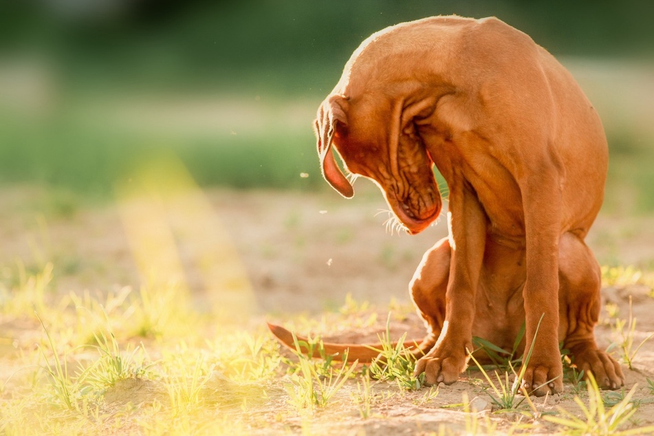 Puppies are more likely to chase their tails, often because they are more playful.