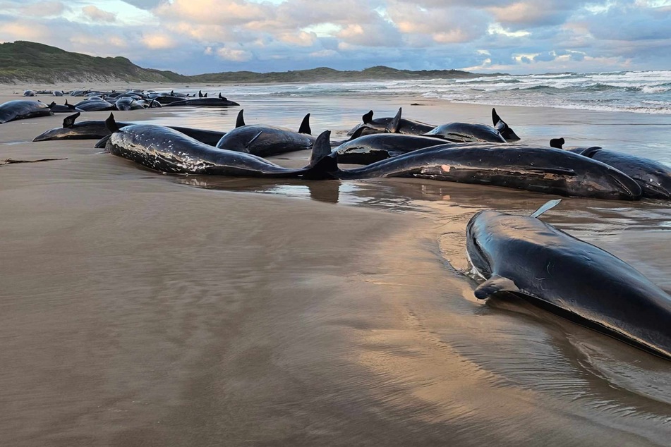 Pod of 157 dolphins found stranded on remote Aussie beach