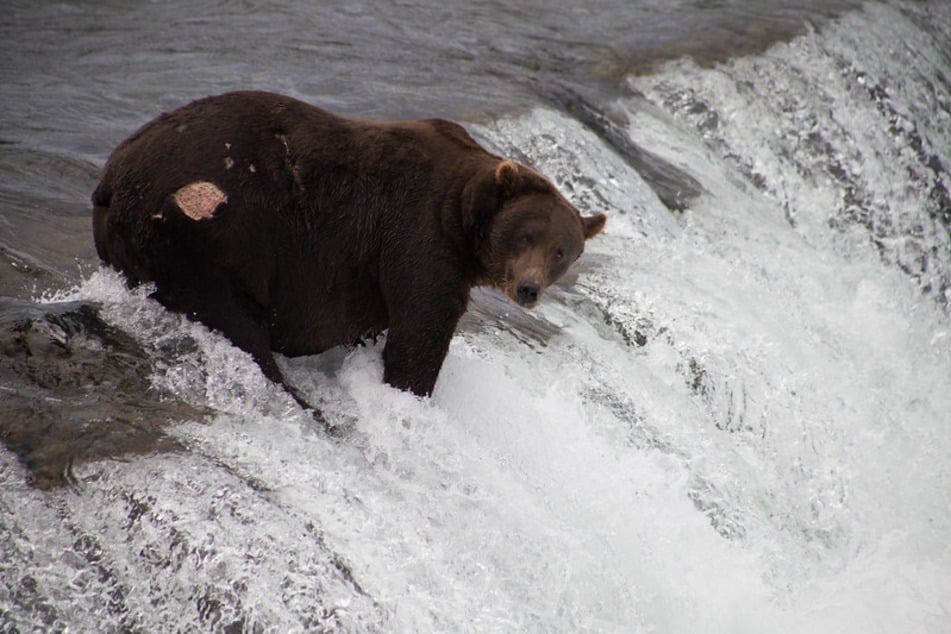 Bear 151 Walker is one of the favorite competitors and is known for his easily recognized pear-shaped behind.