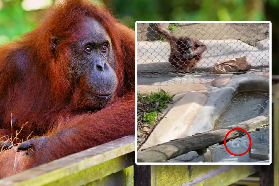 An ape in action grips TikTok with some funny monkey business