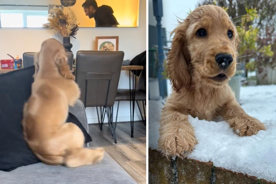 Dog's adorable excitement over his owner's return thrills the internet!