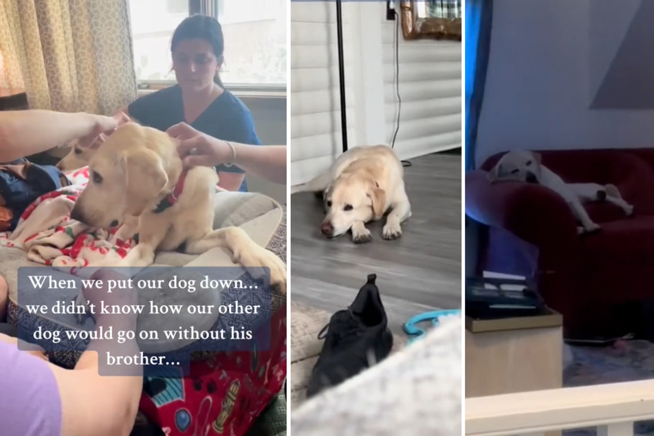 This grieving dog needed a new friend to find his joy again.