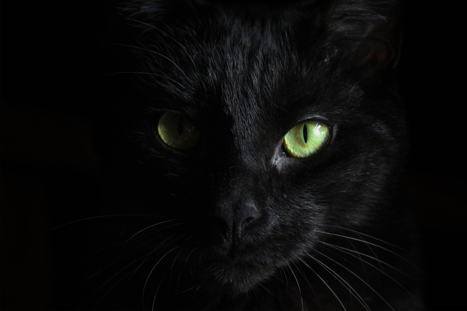 Why are black cats bad luck?