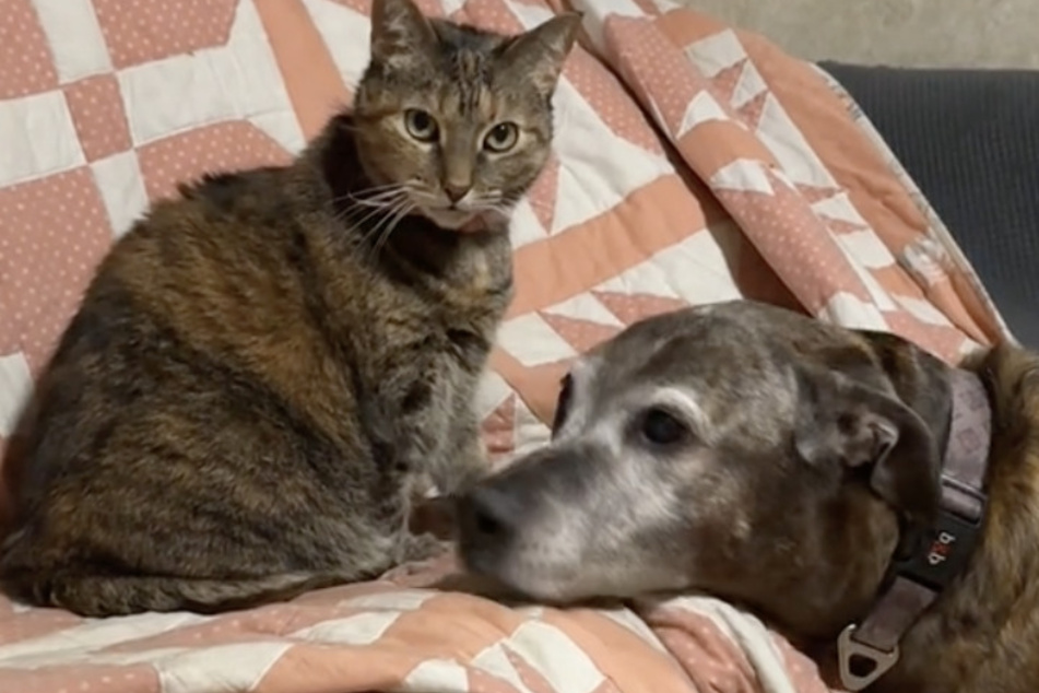 Tiger the dog was six years old when she got a little kitty sister named Akaiba, and the two quickly became the best of friends.