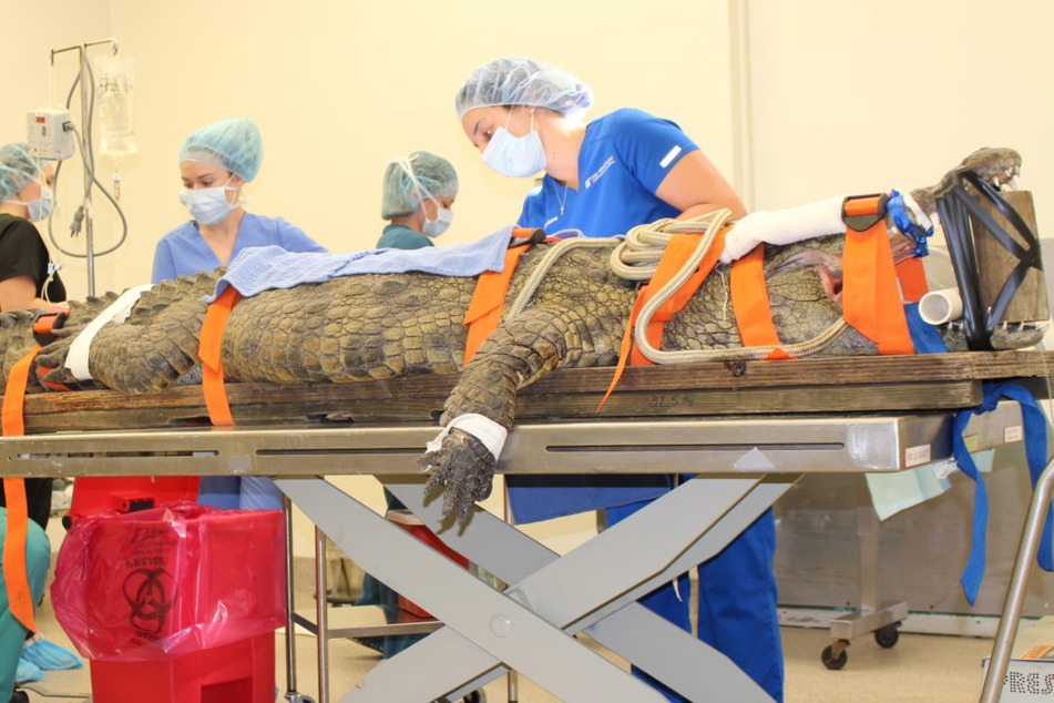 Florida vets perform surgery on 10-foot crocodile to remove a very unhealthy snack
