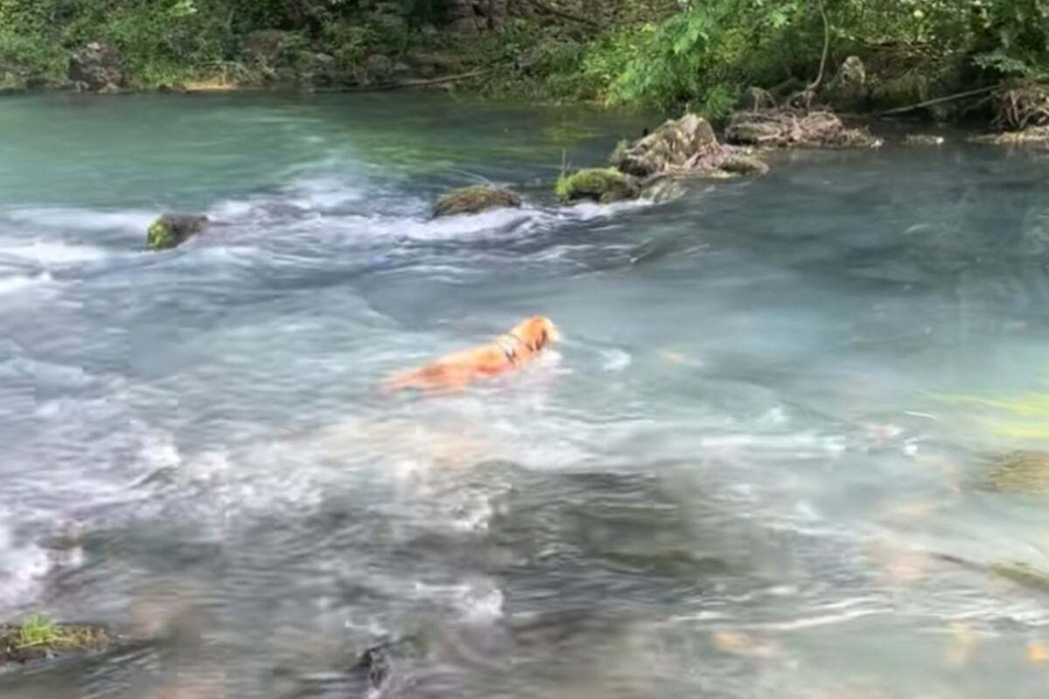 Scout drifts away in the rapids of the river while his owners are busy getting engaged.