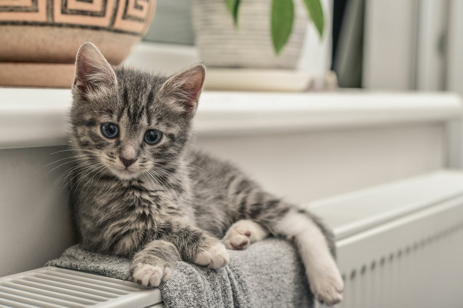 A blanket is not a real alternative to protect the cat on the heater, as it can slip away.
