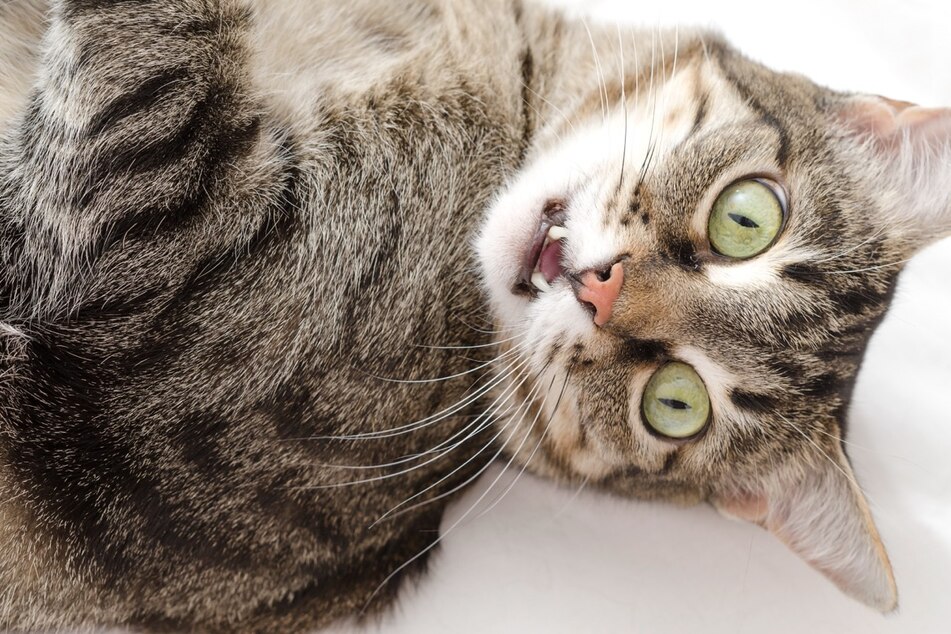 Zoomies are when your cat starts running around like crazy, seemingly out of nowhere!