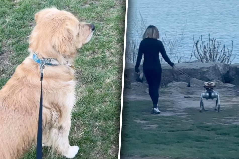 Recently, golden retriever dog Caspar had his first experience with an AI robot dog... and it was a doozy!