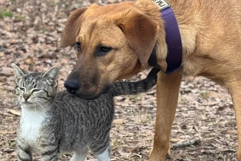 The dog and the cat are one heart and one soul.