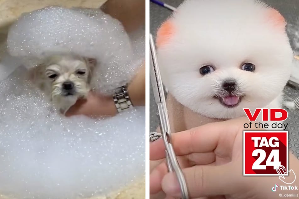 Viral Video of the Day for May 6, 2023: Dog bath bubbles over with fun