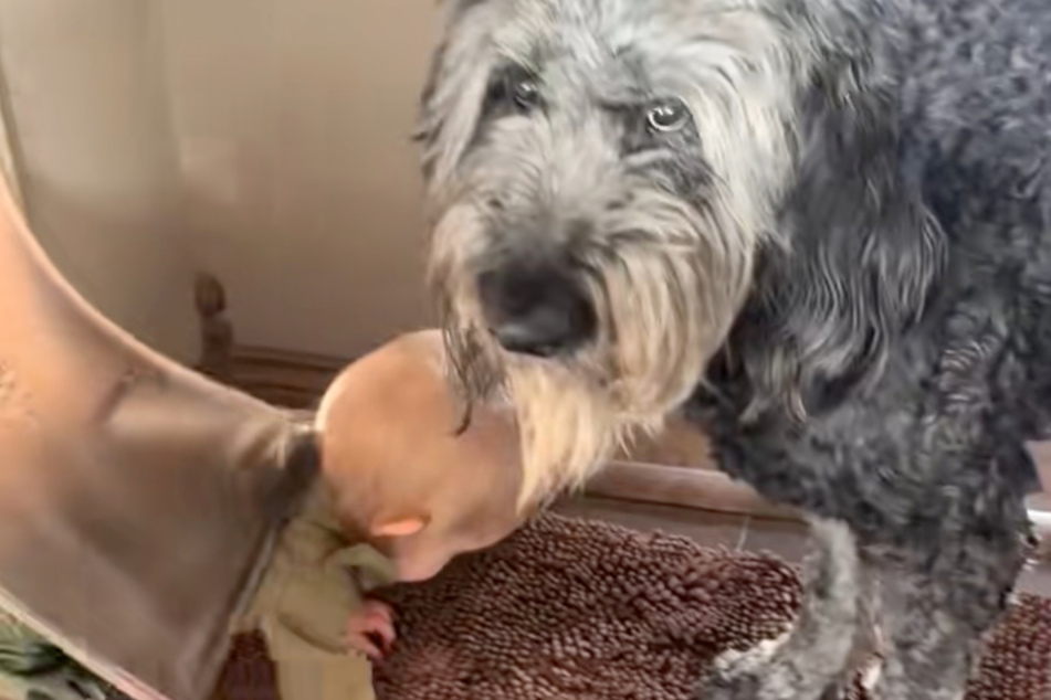 Stance the dog is very concerned about his owner's grandbaby.