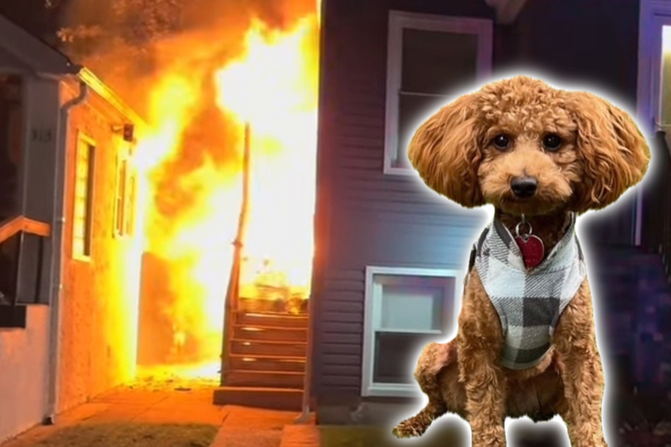 Dog becomes a hero after he saves family from massive fire!