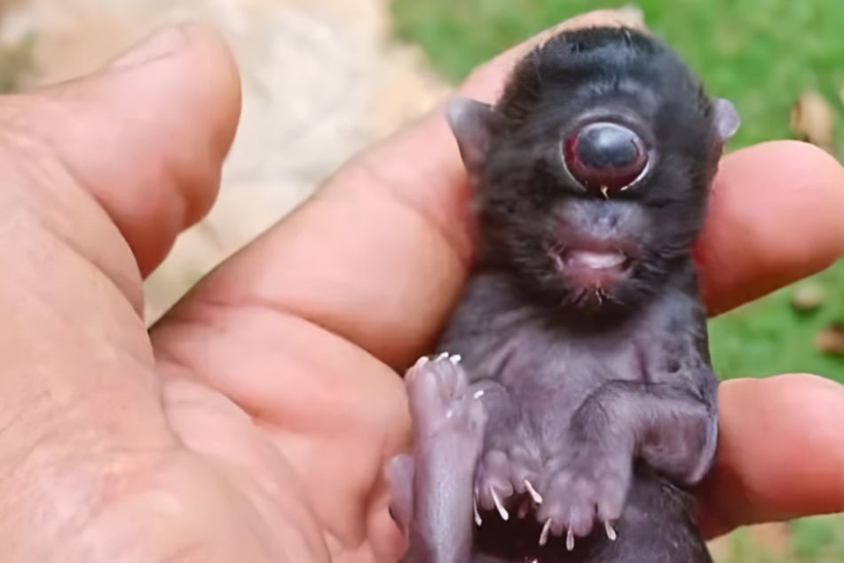 Farm worker is flabbergasted when he spots bizarre animal: "I’ve never seen anything like this in my life"